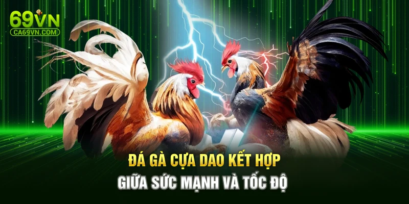 Đá gà cựa dao kết hợp giữa sức mạnh và tốc độ